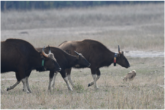 Calf with the non-biological female gaur