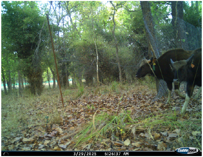 Camera trap picture of the female gaur