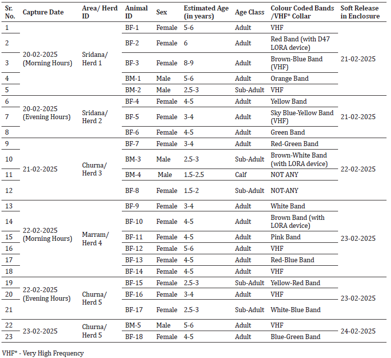 Details of translocated gaur