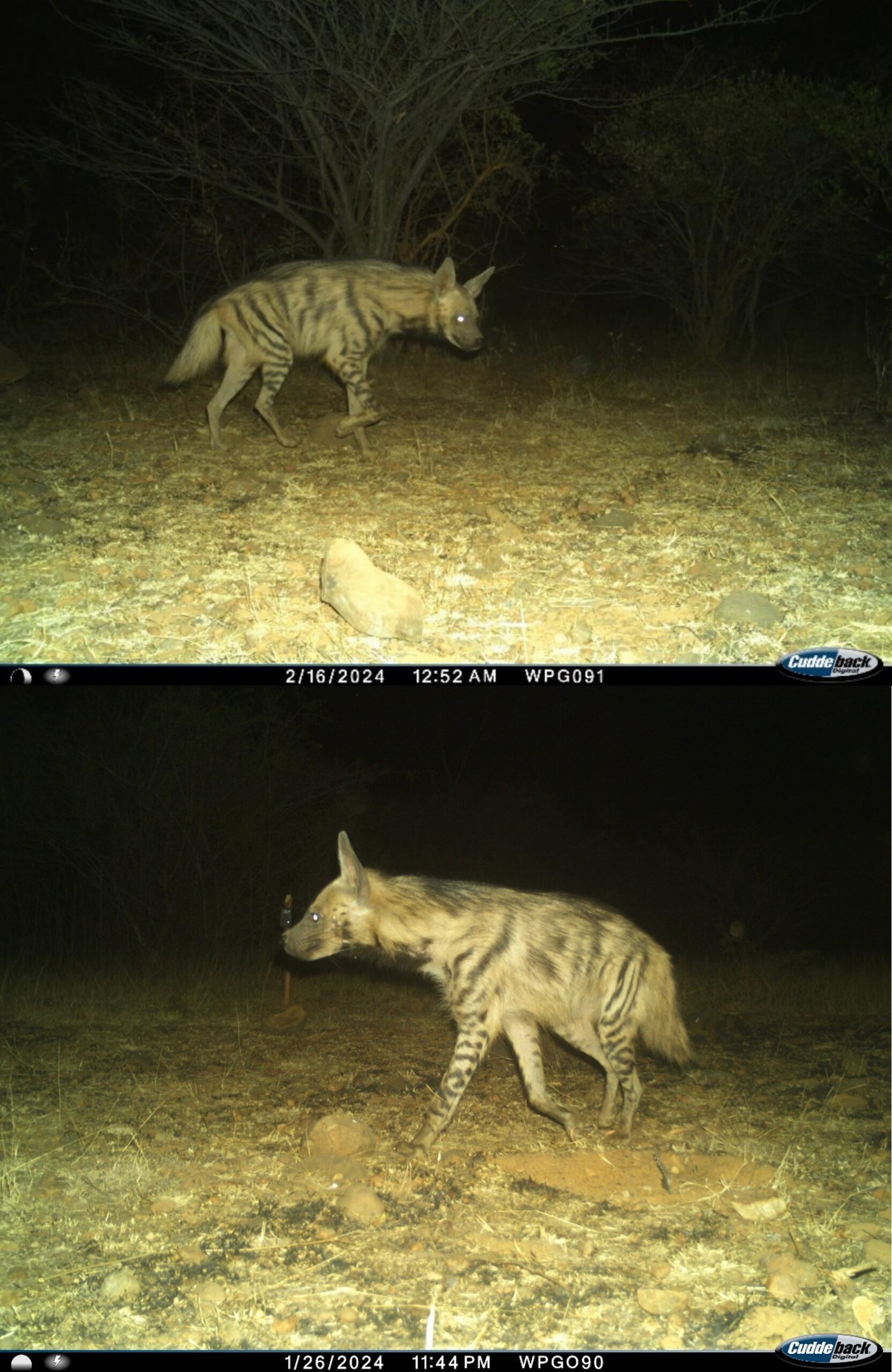 Flank of Striped Hyena