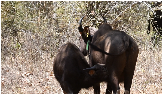 lactating female gaur